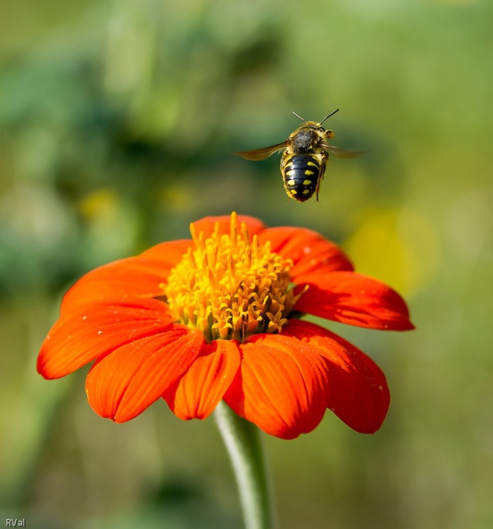 Anthidie quittant tournesol mexicain... Série vol 5.jpg