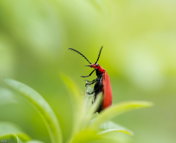 Cardinal à tête rouge dans verveine odorante Cardinal chahuté.jpg