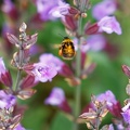 Pollen de Midas