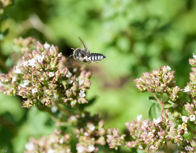 Ce coelioxys vole-t-il tranquillement d’un épi de fleurs à l’autre ?
Ou alors…
Bat-il frénétiquement des ailes pour résister à l’attraction de la gravité sur sa grosse tête ronde ? ^_^
(Coelixys mâle dans origan)
Je m\'interroge.jpg