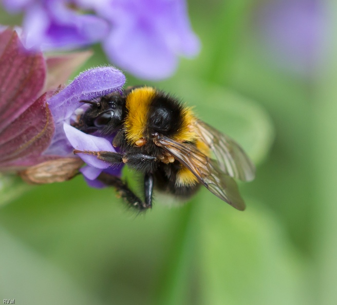 Et encore un bourdon des jardins, on voit nettement sur la bête des parasites (fort nombreux cette année).
Surement des acariens mais quant à savoir lesquels, il y en a tant et plus et je laisse leur identification aux spécialistes du genre
Ribambelle de bourdons 21.jpg