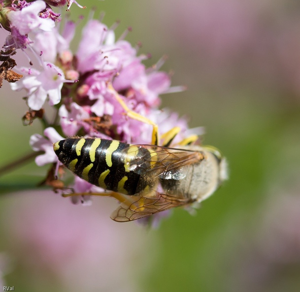 Focus sur le dos du bembex, peu visible sur le cliché Bembix 1
Focus sur la face ici
(Bembix rostrata sur marjolaine) Bembix 2.jpg