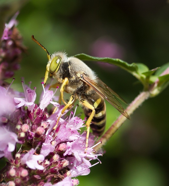 Disons-le tout net cette guêpe fouisseuse n’est pas une habituée de ce jardin : le bembex ou bembix affectionne d’avantage les endroits sablonneux
Deux années seulement, le bembex s’est montré par ici et après avoir cherché je me suis demandé si la présence d’un énorme chantier non loin n’était pas à la source de sa présence.
Si celle-ci est un bien un bembix rostrata alors peut-être que les conséquents tas de sable et autres accumulés pour ledit chantier lui ont servi pour nidifier…
Peut-être, si l’on considère qu’ils sont restés relativement stables pendant longtemps
(Bembex, à rostre probablement, sur fleurs de marjolaine – Gros plan sur la face ici et de dos là) Bembix 1.jpg
