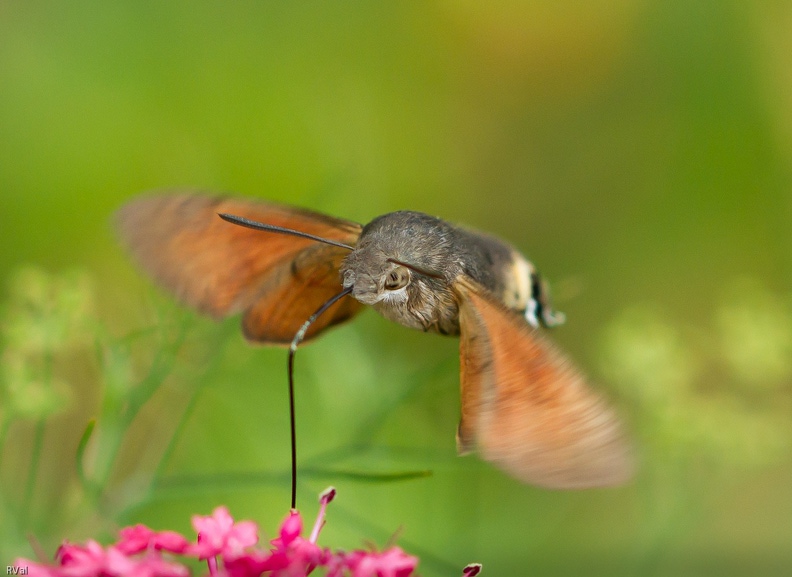Un de ses noms vernaculaires lui va comme un gant : sphinx colibri
Tant il est vrai que le moro-sphinx maitrise l'art du vol stationnaire pour ravitaillement Morosphinx.jpg