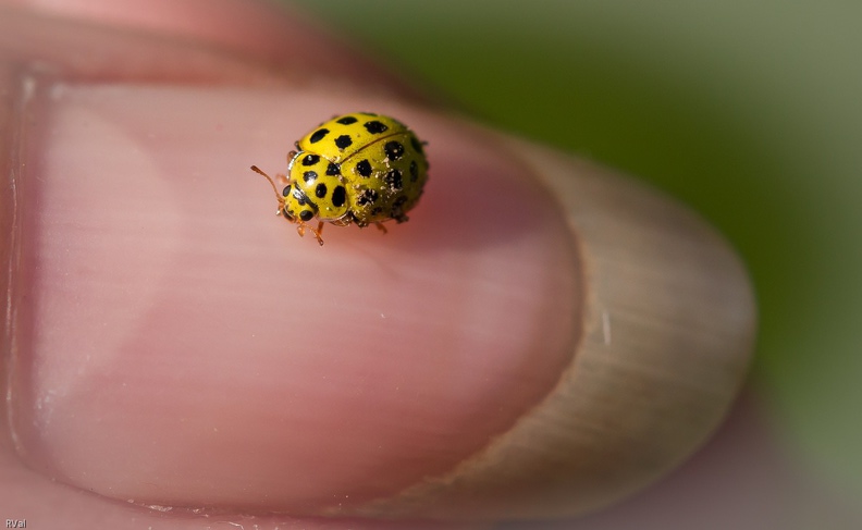 Du coin de l’œil j’ai vu minuscule tourbillon laissant traine poudrée en son sillage
Sans réfléchir j’ai levé la main, doigts écartés et zou intercepté le tourbillon
Petite coccinelle a daigné prendre la pose un (très) bref moment avant que de reprendre sa course folle
Interception.jpg
