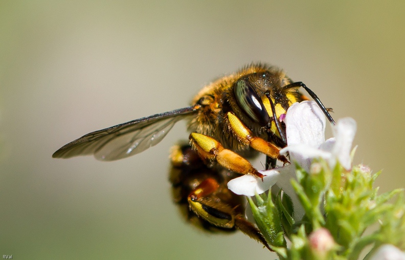 Gros plan sur une de ces jolies pestes butinant goulûment une fleur de sarriette Sur fleur de sarriette.jpg