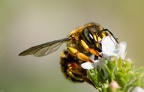 Sur fleur de sarriette