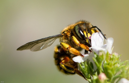 Sur fleur de sarriette