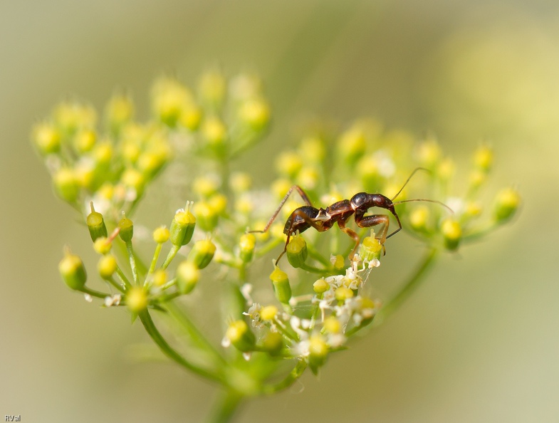... Ce n'est pas bien grave si on ne sait pas ce qu'on regarde !
Tant de tribus se sont invitées que je n'ai pas toujours le temps de chercher qui est qui
Je ne vais pas m'en plaindre ; or donc, pour le moment, un trucbulle sur fleurs de persil ^_^
(Edit 17/01/2015 : et que voilà un trucbulle identifié par un visiteur - Voir commentaires) Et se dire qu après tout.jpg