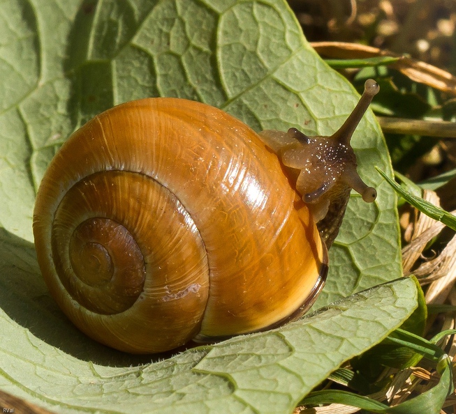 Dites bonjour à Caramel, escargot des jardins de son état
Coquille tout feu tout flamme au soleil mais tête au frais
Pas plus inquiet que ça le bougre et apparemment très intéressé par l'objectif...
(Escargot des jardins sur feuille de capucine) Caramel2.jpg