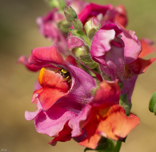 ...Dans les affaires des autres dit l’adage populaire
Transposé au jardin cela pourrait donner : ne pas fourrer son nez à l’aveugle dans une jolie fleur !
(Anthidie s'extrayant d'une fleur de muflier) Ne pas fourrer son nez.jpg
