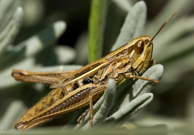 Juste un criquet, une de ces bestioles à qui on ne porte guère d’intérêt
Mais à y regarder de plus près, ils sont beaucoup de choses sauf banals
Et que dire des yeux de celui-ci : bijoux liquides qui semblent de métal fondu
Saisissant
Saisissant.jpg