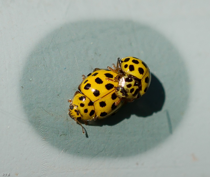 A l’échelle humaine ce jardin-là n’est guère impressionnant mais pour une coccinelle il y a tout un tas de coins charmants et surtout accessibles pour moi
Mais pensez-vous, que voilà un attroupement qui se forme sur un vieil et moche arrosoir stratégiquement planqué sous un arbuste à branches basses
Pas de place pour me poser, une lumière chiche, un fond plus que douteux mais que de petites bêtes jaunes fort occupées à se « câliner »
A défaut d’une jolie photo, je m’en vais caser un pauvre jeu de mots « Les coccinelles m’en font voir de toutes les couleurs » Oui, hein, je vous avais dit pauvre, le jeu de mots ;-)
Zero cooperation.jpg