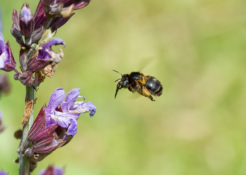 Oui, merci à tous ceux et celles qui prennent le temps et la peine
De m’écrire, de commenter ou de m’encourager ici ou là et me donnent le gout de continuer
(Dame anthophore et fleurs de sauge officinale) Merci.jpg