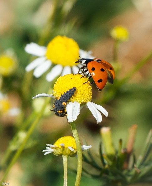 Qui n'aime pas celle du dessus dans sa livrée rutilante aux couleurs pètantes ?
Et pour avoir le plaisir de l'accueillir céans il faut accepter de voir crapahuter celle du dessous, beaucoup moins jojo ^^
(Imago de coccinelle à sept points en haut et larve de coccinelle en bas, sur matricaire)
Deux pour une.jpg