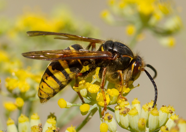 Marrant quand même que ces grosses guêpes soient beaucoup moins agressives que leurs petites cousines du genre vespula
Surprenant, en fait, de constater à quel point elles sont difficiles à approcher tant elles se carapatent au moindre mouvement un peu brusque
Il parait même qu’elles ne sont guère virulentes lorsque l’on est à proximité de leur nid (à condition qu’on ne le tripote pas) mais ça je n’ai pas eu l’occasion de le vérifier
Ayant tordu le cou à mes idées préconçues sur la corrélation taille/agressivité, j’ai pu aller admirer ces beautés de près
Enfin, d’aussi près qu’elles ont bien voulu me laisser approcher avant de prendre la tangente !
(Guêpe du genre dolichovespula sur fleurs d'aneth, possible dolichovespula media)
Pacifique dolichovespula.jpg