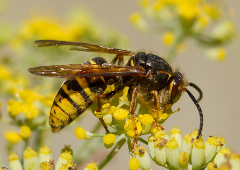 Pacifique dolichovespula.jpg