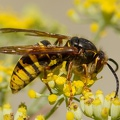 Pacifique dolichovespula