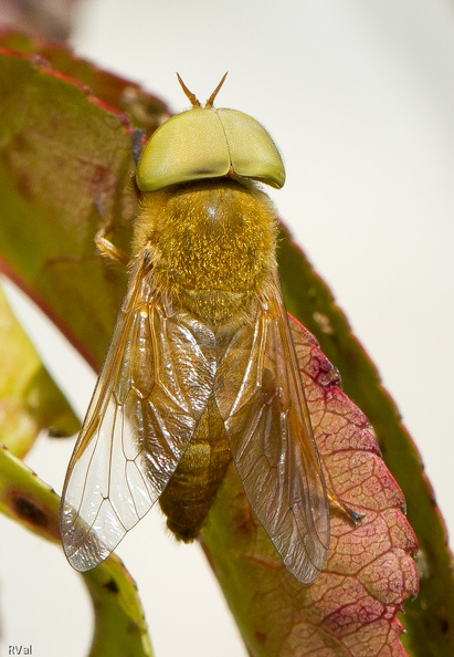 Mouche mais encore 2.jpg