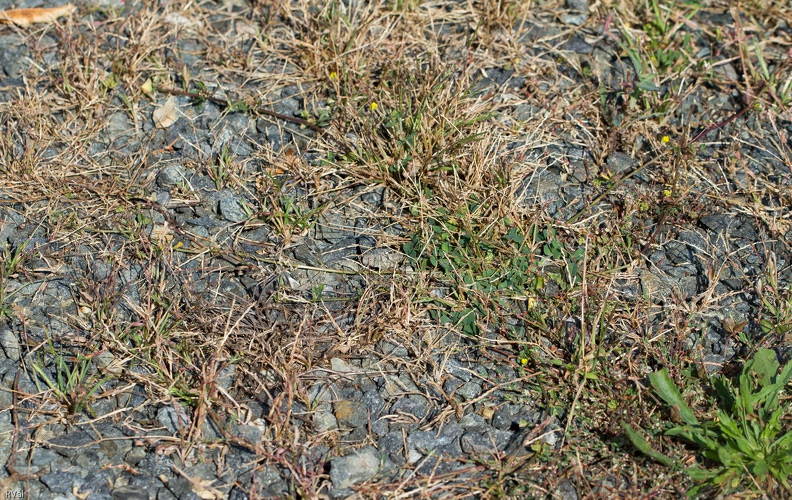 Bien souvent on me dit « Oh ça, il n’y en a pas dans mon jardin » ou « Ceci est rare, on en voit pas souvent » etc.
Oui mais non, ce n’est pas parce qu’on ne voit pas un insecte qu’il ne se baguenaude pas par chez nous et parfois en nombre. A l’inverse, un attroupement de membres d’une tribu ne veut pas nécessairement dire qu’il y en a foison dans le coin
Prenons notre oedipode turquoise ici présent que les spécialistes du genre ont, je le gage, répéré. Celui-ci, nous ne le voyons que lorsqu’il s’envole dans un chatoiement bleu histoire de ne pas finir écrasé sous nos pieds.
Rare il ne l’est pas, juste pas facile à voir, en tout cas pour la plupart d’entre nous. Une solution pour l’observer consiste à galoper tous azimuts histoire de le faire réagir et de repérer ensuite où il se pose : exercice physique et observation ^^
(Notre bestiole se trouve quasiment au centre de la photo, près d’un bouquet de feuilles de trèfle. Pour rappel : un clic sur les termes eh gras soulignés vous amène sur une autre photo, ici un oedipode en gros plan)
Conclusion hative 2.jpg