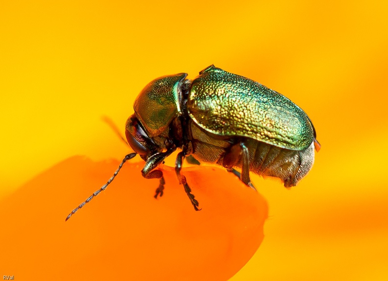 Notre amateur de pétales de souci porte le doux nom de cryptocéphale modeste
Modeste je ne sais s'il l'était mais goulu lui aurait mieux convenu vu la vitesse à laquelle celui-ci boulottait
(Cryptocephalus hypochaeridis sur souci officinal) Appelez-moi modeste.jpg