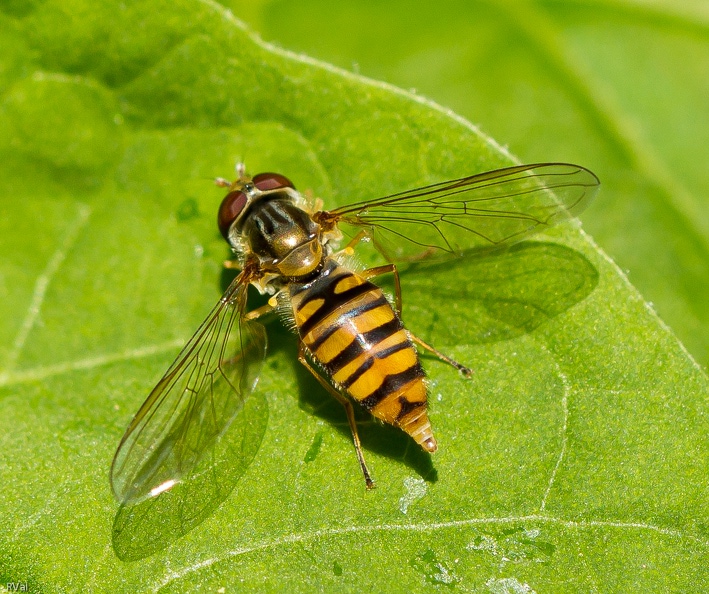 Que voilà une mouche sympa que le syrphe baton si, si…
L’adulte butine et sa larve est amatrice de pucerons et boulotte aussi les larves de tenthrèdes*
Relativement facile à reconnaitre en sa livrée jaune et noire, une fois n’est pas coutume
Un centimètre de long environ, un corps élancé, un arrière-train pointu voici la bête
*Tenthrèdes : hyménoptères aux larves phytophages
Baton anti-pucerons.jpg