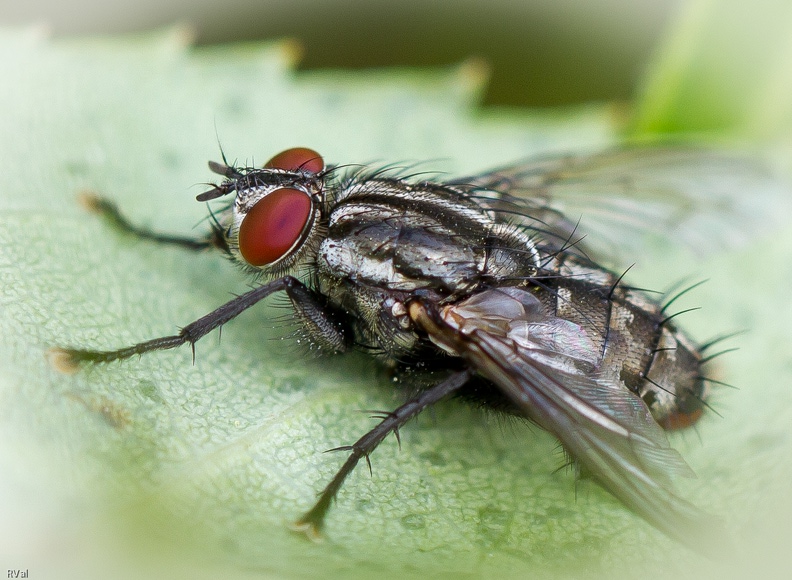 … D’aller tirer le portrait des mouches en tout genre et encore moins de me pencher sur leurs mœurs
Mais voilà « Dans mon jardin il y a » dit le sous-titre de la galerie et des diptères y’en a plein et même plus que ça
Et puis, il y a toujours moyen de trouver quelque chose qui tire l’œil, un détail incongru, un angle intéressant
A preuve cette mouche de la viande à damier qui arbore des yeux en soucoupe d’un beau rouge Non que ça m\'emballe....jpg
