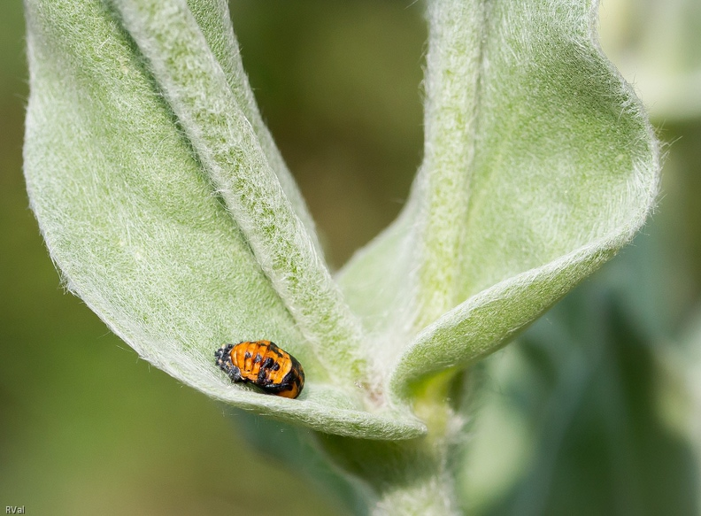 Le mystère des coccinelles