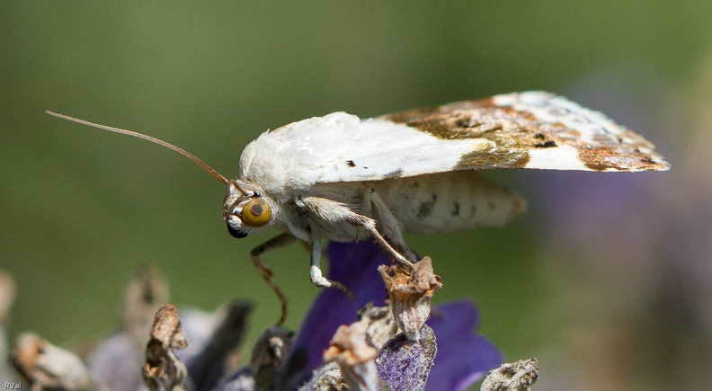 Et voici l’acontia lucida qui prend la pose en un après-midi d’été
Alors, survolons le pedigree de la bête : Animal/Arthropode/Insecte/Lépidoptère/Noctuelle
Pardon, noctuelle ? Comme quoi il ne faut pas prendre le terme « Noctuidae » au pied de la lettre
Car nombreux sont les papillons dit « de nuit » à se baguenauder sous le soleil
(Papillon Acontia lucida joliment nommé « Collier blanc » sur lavande)
Cherchez l'erreur.jpg