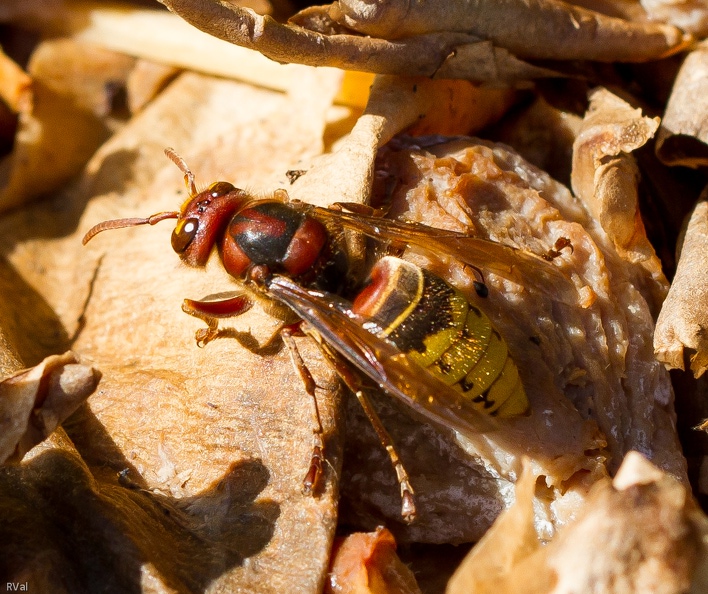 Dans le compost quelques figues séchées bien fatiguées ont attiré Dame frelon ; m’en suis approchée quelque peu et accroupie j’ai pris quelques clichés de la belle
Et je vous raconte tout ça parce que ? Ben, c’est qu’une fois finies ses agapes, la belle a choisi emplacement dégagé pour se toiletter
Rien à redire à ça sauf que l’emplacement en question c’était mon genou, sob, chouette alors…
Pas glop, je n’en menais pas large et franchement madame vespa crabro a pris son temps pour se refaire une beauté ^^
Pas glop.jpg