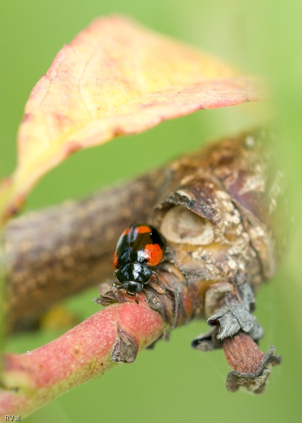 A la base, comme centre d’intérêt un sujet : une coccinelle crapahutant dans un pêcher
Et puis les couleurs en camaïeu, les contrastes de texture, une lumière un rien glauque
Et pour finir, outrer le sujet en sa livrée vernie pour mieux le transformer en faire-valoir
(Merci au sujet, l’Adalia bipunctata, pour sa gracieuse participation)
Faire-valoir.jpg