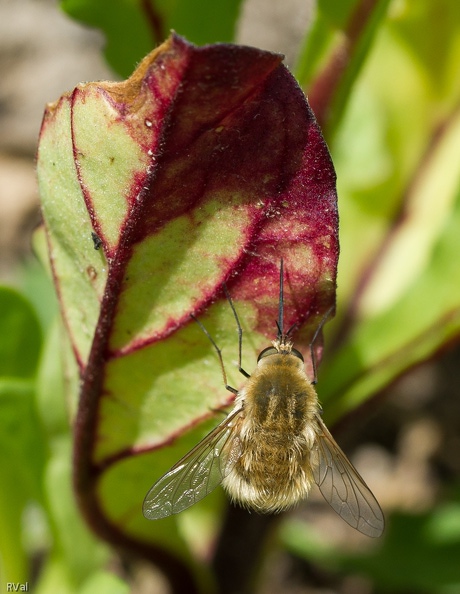 Certes le bombyle est bien mignon mais les mœurs de ses larves le sont beaucoup moins
Qu’il soit major, minor, discolor, cruciatus ou autre encore un opportuniste de première
Madame pond ses œufs qui dans des nids d’abeilles solitaires, qui sur les chrysalides de lépidoptères et j’en passe
Sa descendance ne se nourrissant pas d’amour et d’eau fraiche, je vous laisse imaginer la suite du programme…
(Possible bombylius minor sur feuille de belle de jour)
Mignon mais.jpg