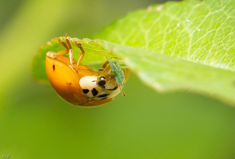 La nymphose, ça creuse ; c’est que pendant tout le processus la coccinelle fait ceinture
A peine sortie, toute molle encore en sa robe à peine ébauchée mais déjà en train de festoyer
(Coccinelle asiatique, juste sortie de nymphose, et son snack-puceron sur feuille de pêcher) Ça creuse.jpg
