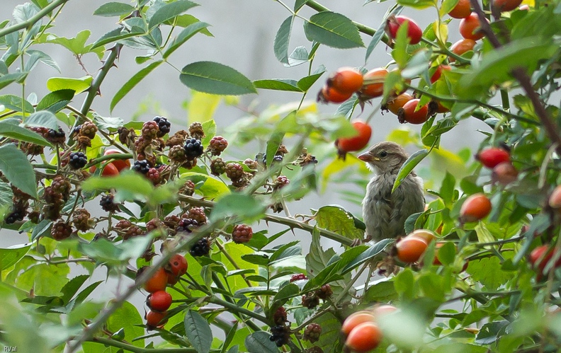 Se plaisent dans les jardins quelque peu « azimutés »
Sont ravis de trouver quelque coin « bordélique »
Adorent les fouillis végétaux et les trucs montés en graines
Apprécient les massifs en « désordre » et les tas « malgracieux »
Trouvent leur bonheur dans l’abandon maitrisé de certains quartiers du village-jardin
Et n’ont que faire des adjectifs peu amènes de certains humains qui n’y comprennent rien… :-) C’est qu’il y en a qui….jpg
