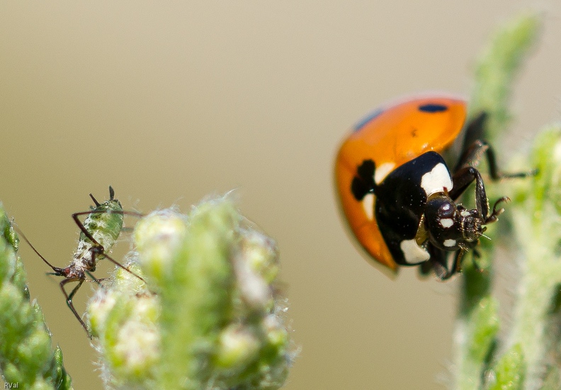 Mais alors pas glamour du tout un puceron vu de près
Le sujet de la photo était amateur d’achillée millefeuille
Il n’eut guère le temps de s’en délecter
Par la coccinelle fut promptement boulotté… Pas glamour.jpg