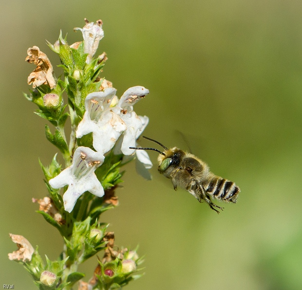 C’est difficile, frustrant, fatigant même de les « figer » en vol mais quand on obtient ça…
Ben disons qu’après ça allez donc lâcher l’affaire, ça tourne vite à l’addiction ^^
(Mégachile en approche de fleurs de sarriette) Après ça.jpg