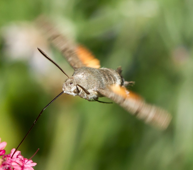 Et revoilà l’incontournable moro sphinx, de ce papillon-fusée en vol j’ai moult clichés
Pas de raison que je ne vous en inflige pas quelques-uns ;-) Incontournable.jpg