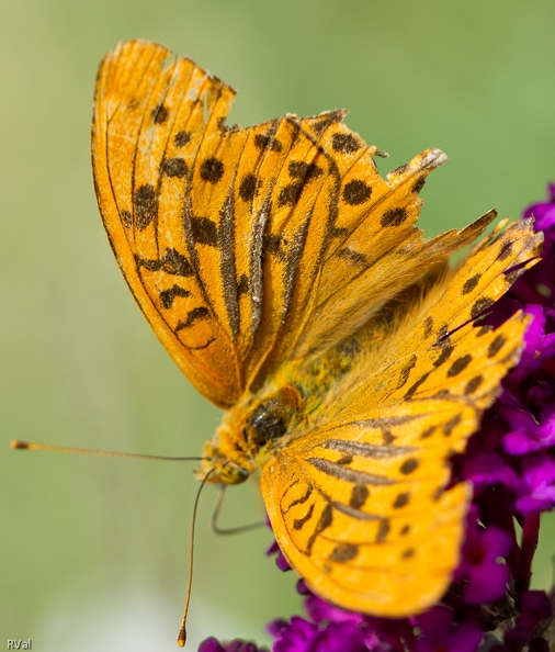 Barres à demoiselle.jpg