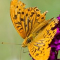 Barres à demoiselle