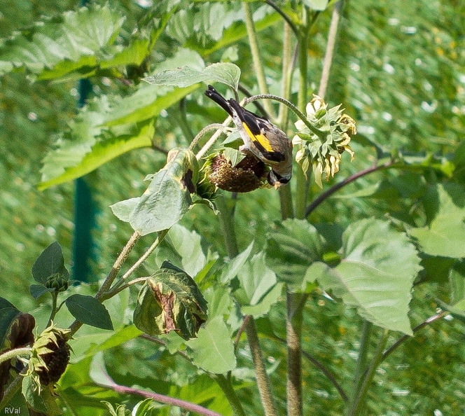Oh, ces fleurs de tournesol qui fanent et pendouillent mollement sans plus de pétale comme agrément
Ciel, stridule la jardinière, allons couper céans ces horreurs qui défigurent mon parterre
Quel bonheur, gazouille le chardonneret, allons picorer ces petites merveilles
Ben zut alors, zonzonnent bourdons et abeilles, foin de coupe de nectar et de bain de pollen ?
Euh, pour complaire à tout ce petit monde, coupons la poire en deux : hop, on n’élimine qu’une fleur fanée sur deux tant qu’il reste des boutons Couper la poire en deux.jpg