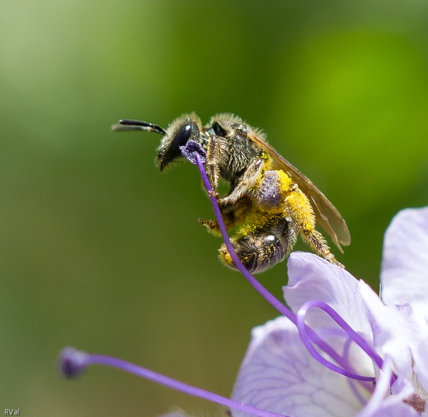 Lorsqu’on est friand de pollen, mettre la langue ou les brosses sur l’objet de sa convoitise n’est pas toujours facile
Il n’est qu’à voir ce petit halictidé lancé à l’assaut des anthères* de la phacélie
Il lui faudra se livrer à une séance de gymnastique acrobatique et maitriser l’art de l’accroche en équilibre instable pour satisfaire son désir
(*Anthère : partie –mâle - de l’étamine de la fleur renfermant le pollen) Ça se mérite.jpg