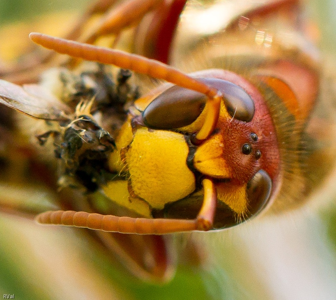 Mais mains fermes (à peu près) ! Telle était ma peu glorieuse situation quand j’ai pris ce cliché
En l’occurrence, toujours mieux que le contraire me direz-vous ^^
Tout à sa mastication d’abeille domestique, vespa crabro s’est immobilisé suffisamment longtemps pour que je l’immortalise en gros plan
(frelon européen occupé à dépecer et « apprêter » une abeille pour ses larves) Genoux flageolants.jpg